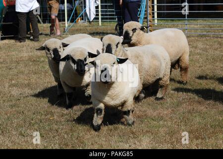 New Milton, Hampshire, Royaume-Uni. 24 juillet 2018. Les foules affluent pour le premier jour de la Nouvelle Forêt & Hampshire County Show. Brebis Hampshire Down Crédit : Carolyn Jenkins/Alamy Live News Banque D'Images