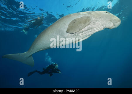 Mer Rouge, Hermes Bay, Marsa Ala, l'Égypte, l'Afrique. 24 juillet, 2018. Scubadiver femelle regarde la mer ou Dugong (Dugong dugon) Vache nage sous la surface de l'eau bleue. Crédit : Andrey Nekrasov/ZUMA/ZUMAPRESS.com/Alamy fil Live News Banque D'Images