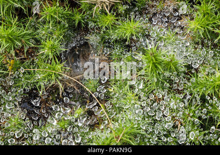 L'Araignée labyrinthe Agelena labyrinthica () araignée à gouttes de rosée de l'eau sur une l'ajonc Bush. La péninsule de Llyn, Nefyn, Gwynedd, au nord du Pays de Galles, Royaume-Uni, Angleterre Banque D'Images