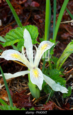 Iris, Rogue Wild and Scenic River, Rogue River National Forest, Rogue-Umpqua National Scenic Byway, Oregon Banque D'Images