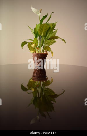 Sur un tableau brillant Spathiphyllum Banque D'Images