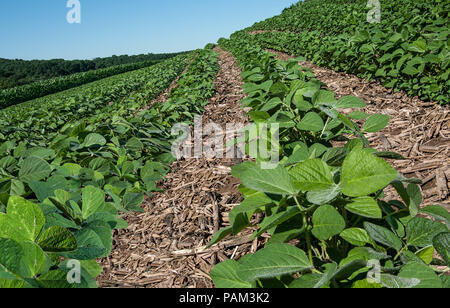 Nouvelle Récolte de soja le soja : Rangées de jeunes poussent dans le sud du Wisconsin au milieu des restes d'une récolte de maïs de l'année précédente. Banque D'Images