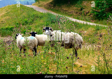 Swaledale brebis avec agneaux dans la partie supérieure de la Derwent Valley dans le Pic de Districy de Derbyshire Banque D'Images