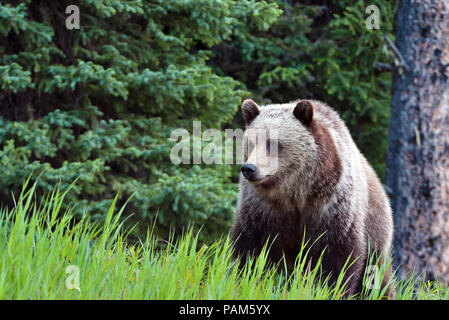 Une vue de face d'un ours grizzli (Ursus arctos) ; comité permanent sur l'herbe verte à la lisière de la forêt dans sa gamme d'accueil en Alberta au Canada. Banque D'Images