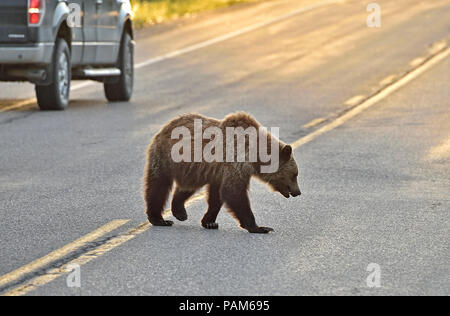 Un jeune ours grizzly (Ursus arctos), à marcher sur une route rurale en Alberta Canada Banque D'Images