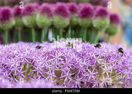 Bombus lucorum. Le bourdon sur une fleur d'allium show display. UK Banque D'Images