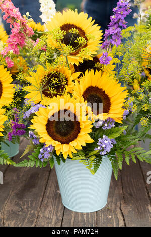 Helianthus annus Vincent 'orange'. Tournesols sur une fleur show display. UK Banque D'Images