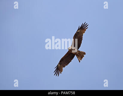 Cerf-volant noir (Milvus migrans) volant sous le ciel bleu Banque D'Images