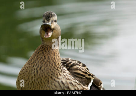 Canard colvert femelle avec son bec ouvert à la recherche à l'appareil photo. Banque D'Images