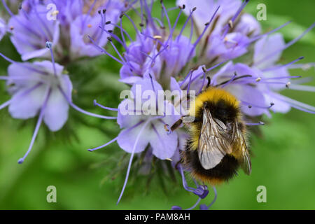 Close up d'une abeille pollinisant phacelia fleurs du jardin Banque D'Images