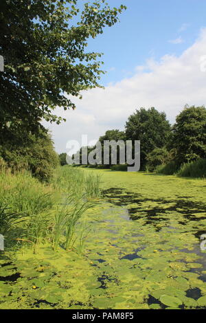 Canal avec une algue verte et bull se précipite de plus en plus fortes chaleurs en été, près de Selby North Yorkshire Royaume-uni Grande-Bretagne Banque D'Images