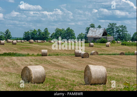 Balles de foin rondes sur terrain Banque D'Images