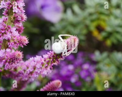 Misumena vatia, l'araignée, l'Araignée blanche qui rôdent sur femelle fleur rose Banque D'Images