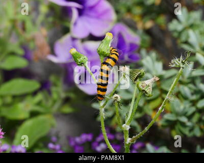 Tyria jacobaeae, cinabre moth Caterpillar, le Séneçon de manger dans le jardin Banque D'Images