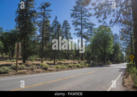 Forêt longue California road dans le pins de la Evergreen hills. Banque D'Images