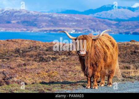 Highland cattle, près de la péninsule Strathaird Elgol, Ile de Skye, Ecosse, Europe Banque D'Images