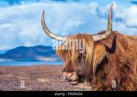Highland cattle, près de la péninsule Strathaird Elgol, Ile de Skye, Ecosse, Europe Banque D'Images