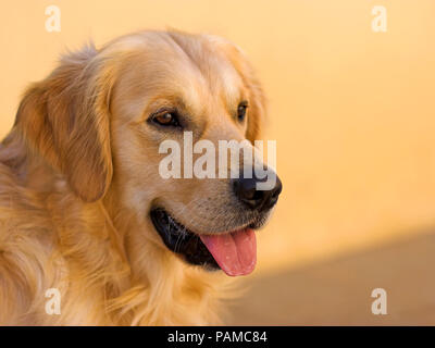 Déco, mon golden retriever, photographiés avec un 50 mm, large ouverture, lumière de fin de soirée Banque D'Images