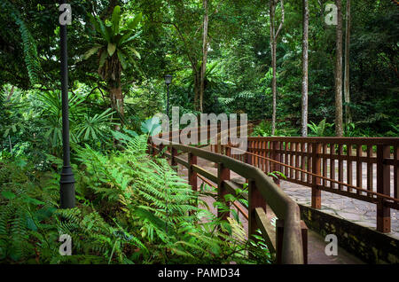 Passerelle en bois à travers la plate-forme de fougères et d'arbres tropicaux de Bukit Timah Nature Public Park, Singapore Banque D'Images
