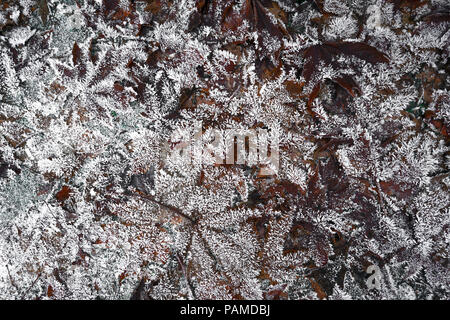 Feuille d'érable surgelés Stars, décorées dans des glaçons sur le sol de la forêt - Parc National de Yosemite Banque D'Images