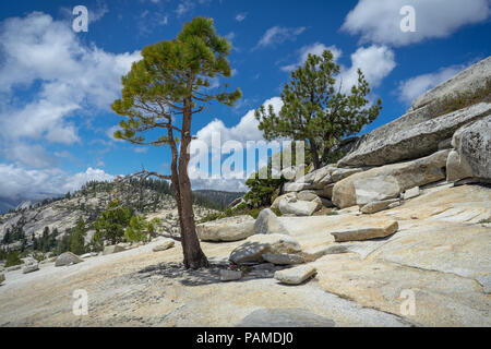 Flanc rocheux avec les rochers de granit et d'arbres alpins - Olmsted Point, près de l'Autoroute 120 - Yosemite National Park Banque D'Images