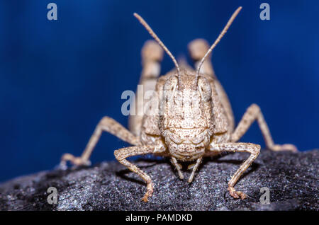 Plan macro sur une sauterelle brune assise sur un morceau de bois. Selective focus sur la tête et les yeux. Isolé sur fond bleu Banque D'Images