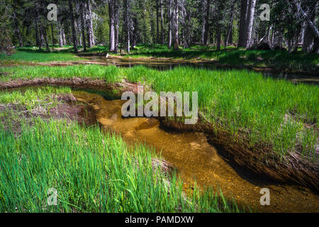 Tenaya Creek pacifiques, stocké plein de jeunes truites, et s'écoulant dans une prairie de montagne verte - Yosemite National Park Banque D'Images