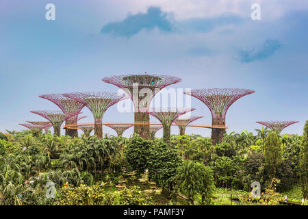 Supertree Grove, jardins verticaux uniques ressemblant à des grands arbres, avec de grandes verrières et lumières colorées dans la nuit dans les jardins de la baie de Singapour Banque D'Images