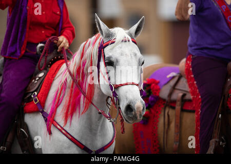 Le Pérou, l'Indiana, USA - 21 juillet 2018 un cheval avec des cheveux de couleurs différentes au Cirque City Parade Festival Banque D'Images