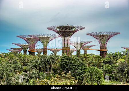 Supertree Grove, jardins verticaux uniques ressemblant à des grands arbres, avec de grandes verrières et lumières colorées dans la nuit dans les jardins de la baie de Singapour Banque D'Images