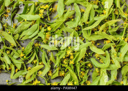 Tilleul (Tilia cordata) Feuilles et fleurs, séchées sur des planches pour tisane. Banque D'Images