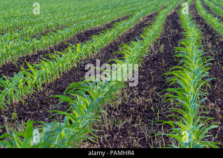 Paysage d'été avec un champ de maïs jeune avec les mauvaises herbes, la protection des végétaux, l'utilisation d'herbicides, l'agriculture écologique, la Slovénie Banque D'Images