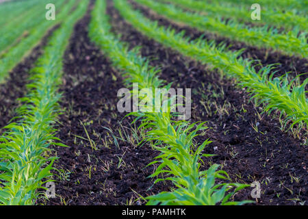 Paysage d'été avec un champ de maïs jeune avec les mauvaises herbes, la protection des végétaux, l'utilisation d'herbicides, l'agriculture écologique, la Slovénie Banque D'Images