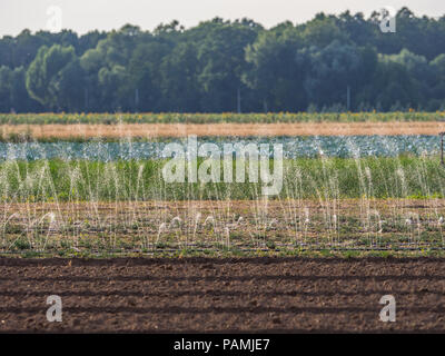 Le domaine d'arrosage en saison sèche au cours de l'été dans le petit village près de la Warsaw Banque D'Images