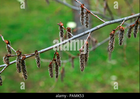 Tremula aspen fleurs Banque D'Images