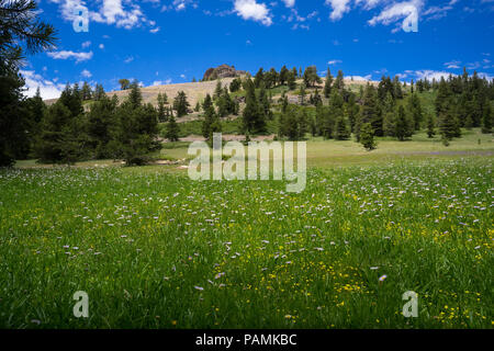 Fleurs de prairie et butte sur la colline élevée - Route 4 - Ebbetts Pass, Californie Banque D'Images