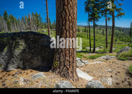 L'écorce des arbres de pin ponderosa, détail avec Prairie cailloux - scène routière le long de la Route 120 - Tioga Pass - Yosemite National Park Banque D'Images