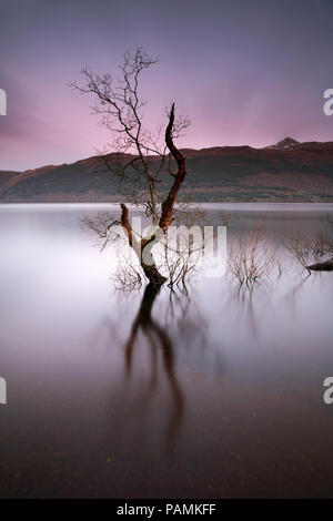 Arbre généalogique de Loch Lomond, Loch Lomond et les Trossachs National Park au coucher du soleil. Une longue exposition pour faire ressortir plus de couleurs Banque D'Images