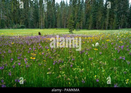 Éblouissante, jardins de fleurs des champs à Meadow - Sommet sur l'unité à Glacier Point in Yosemite National Park Banque D'Images