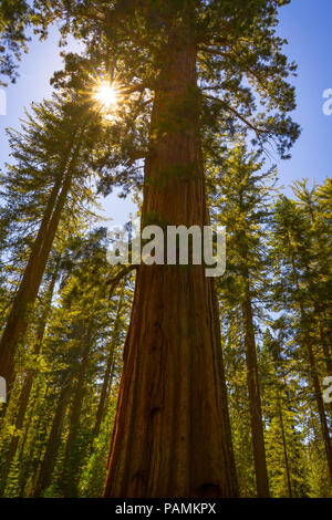 Vue au sol d'un immense arbre Séquoia géant dans le long, Tuolumne Grove Tioga Pass (Route 120) - Yosemite National Park Banque D'Images