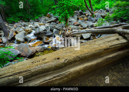 Arbre mort avec des centaines de noms et initiales gravées dans le long de la Rocky Creek Bridalveil Falls ci-dessous - Yosemite National Park Banque D'Images