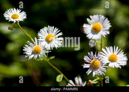 Close-up de marguerites en été sur un pré Banque D'Images