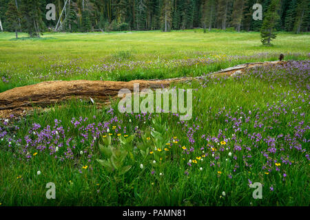 Vibrant jaune, violet, blanc et fleurs décorent ce sommet alpin prairie le long Glacier Point (Wawona Road) - Yosemite National Park Banque D'Images