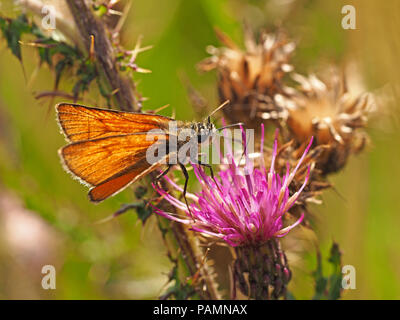 Petit papillon hespérie (Thymelicus sylvestris) se nourrissant de Marsh Cirsium palustre) à Swarth Moor, Helwith Bridge, North Yorkshire Angleterre UK Banque D'Images