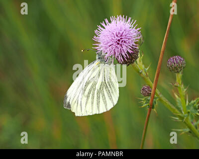 Papillon blanc veiné de vert (Pieris napi) se nourrissant de fleur de Marsh Cirsium palustre) à Swarth Moor, Helwith Bridge, Yorkshire Angleterre UK Banque D'Images