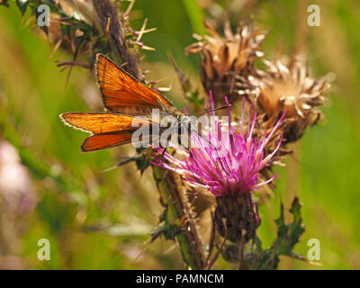 Petit papillon hespérie (Thymelicus sylvestris) se nourrissant de Marsh Cirsium palustre) à Swarth Moor, Helwith Bridge, North Yorkshire Angleterre UK Banque D'Images