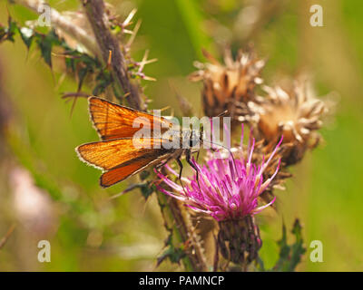 Petit papillon hespérie (Thymelicus sylvestris) se nourrissant de Marsh Cirsium palustre) à Swarth Moor, Helwith Bridge, North Yorkshire Angleterre UK Banque D'Images