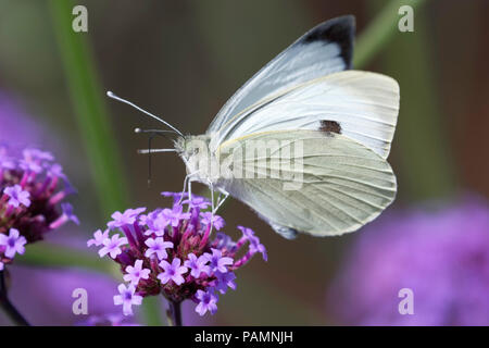 Grand papillon blanc se nourrit de Verbena Bonariensis Banque D'Images