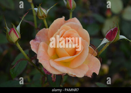 Jolie floraison rose pêche entouré de rose. Banque D'Images