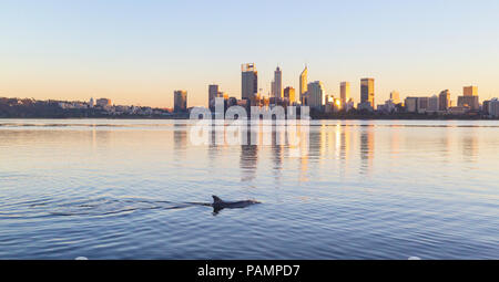Grand dauphin de l'Indo-Pacifique (Tursiops aduncus) dans le fleuve Swan avec la ville de Perth au loin. Banque D'Images